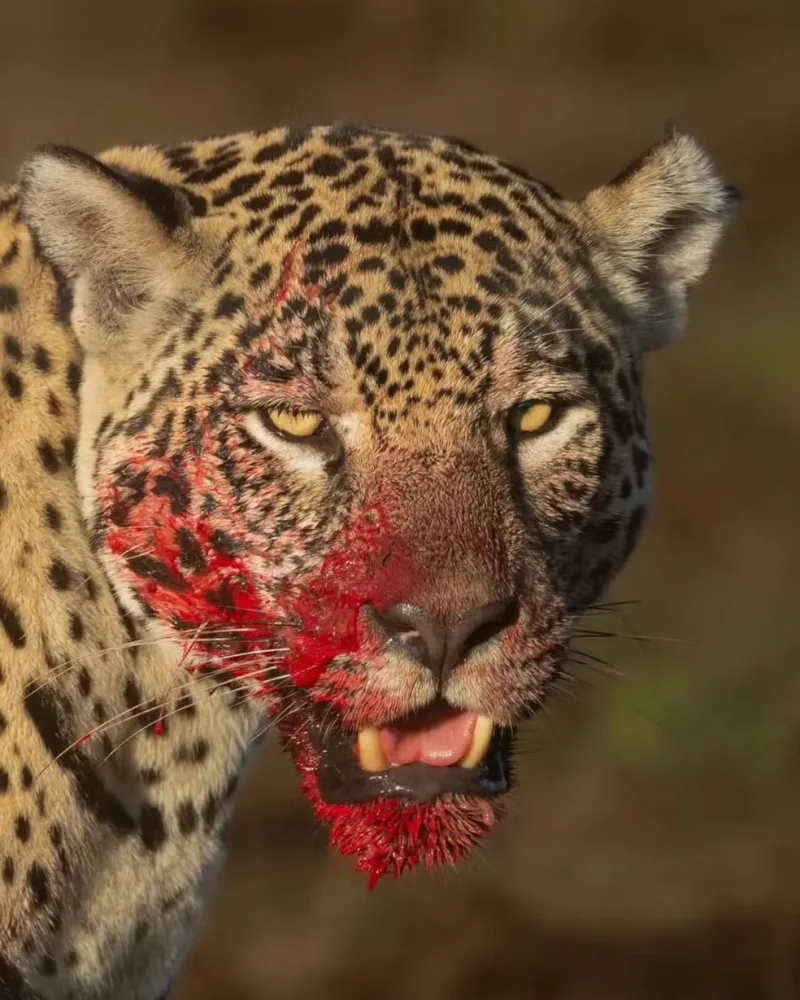 Registro raro mostra onça-pintada com rosto coberto de sangue após caça no Pantanal. Onça-pintada Aracy. — Foto: Bruno Sartori