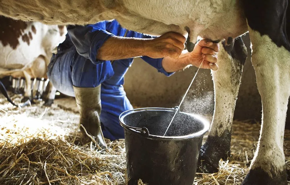 Foto: Compre Rural 